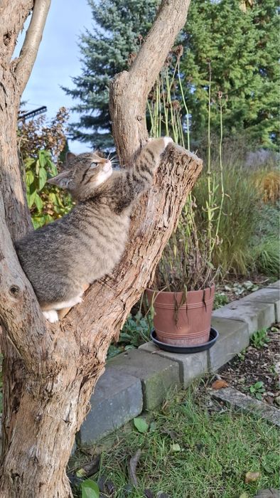 Oddam 2 koty za darmo