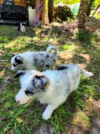 ACHAJA gotowa do odbioru suczka blue merle border collie ZKwP FCI