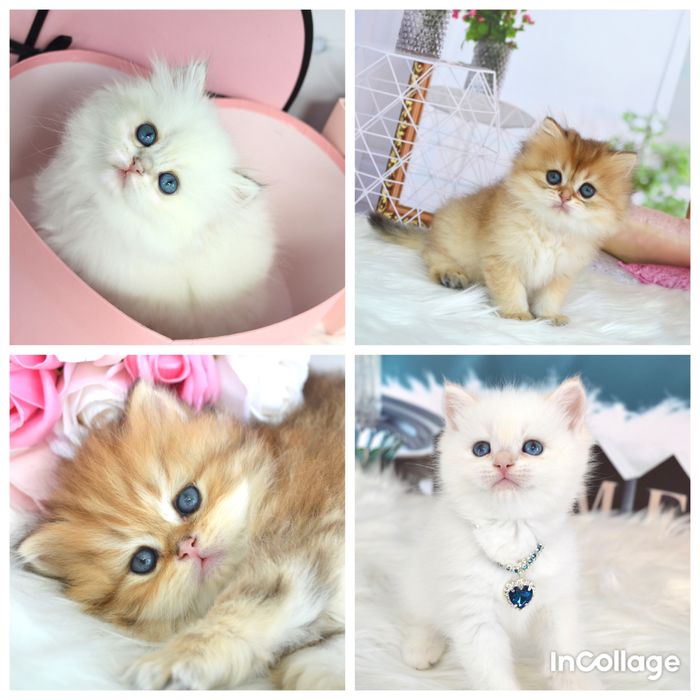 Британські котята золота шиншила