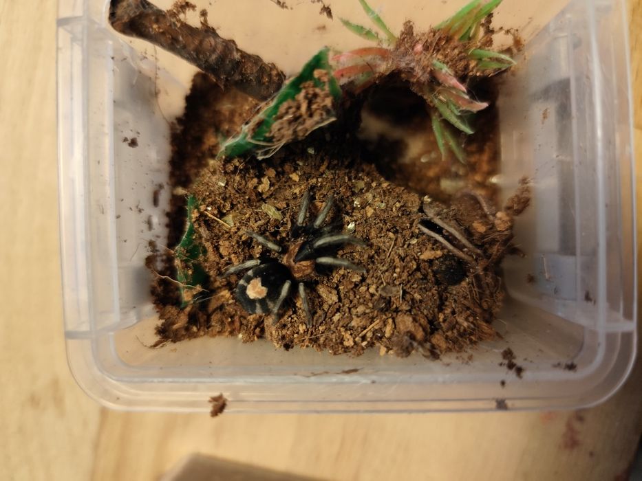 Cyriocosmus elegans samica