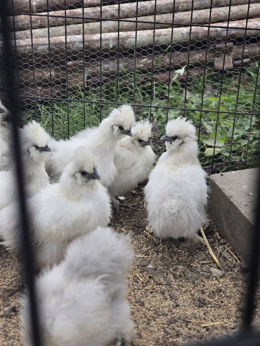 Koguty i kurki silki biale