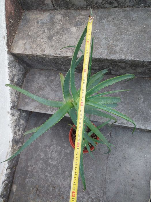 Aloe arborescens