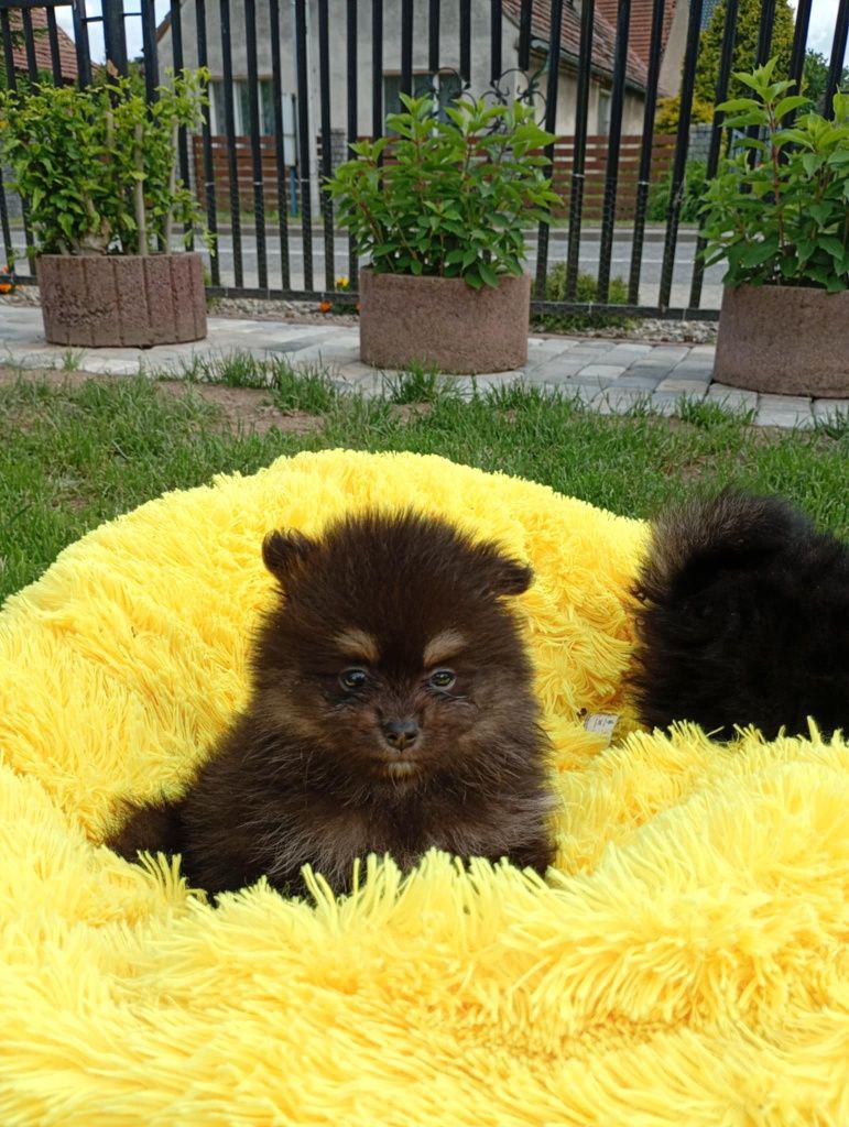 Szpic miniaturowy pomeranian chłopak