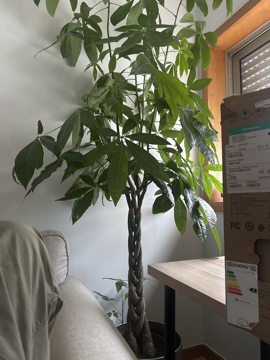 Planta verdadeira (interior ou exterior)