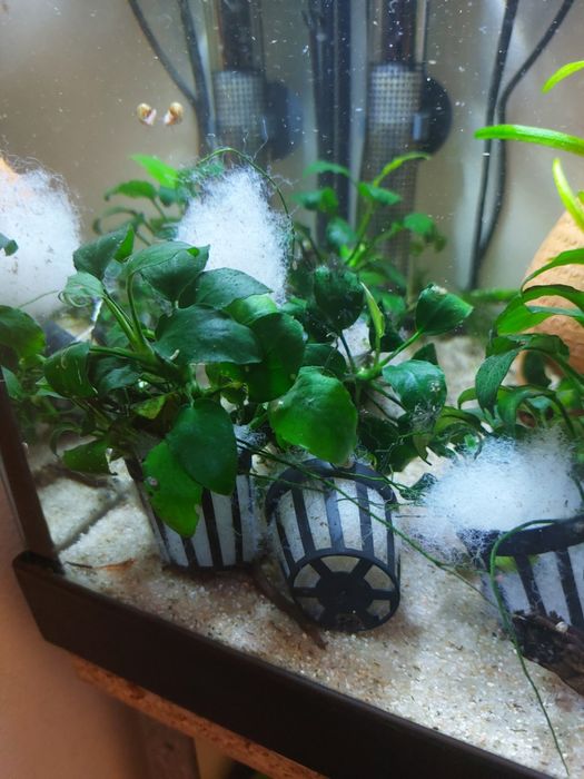 Plantas para Aquário