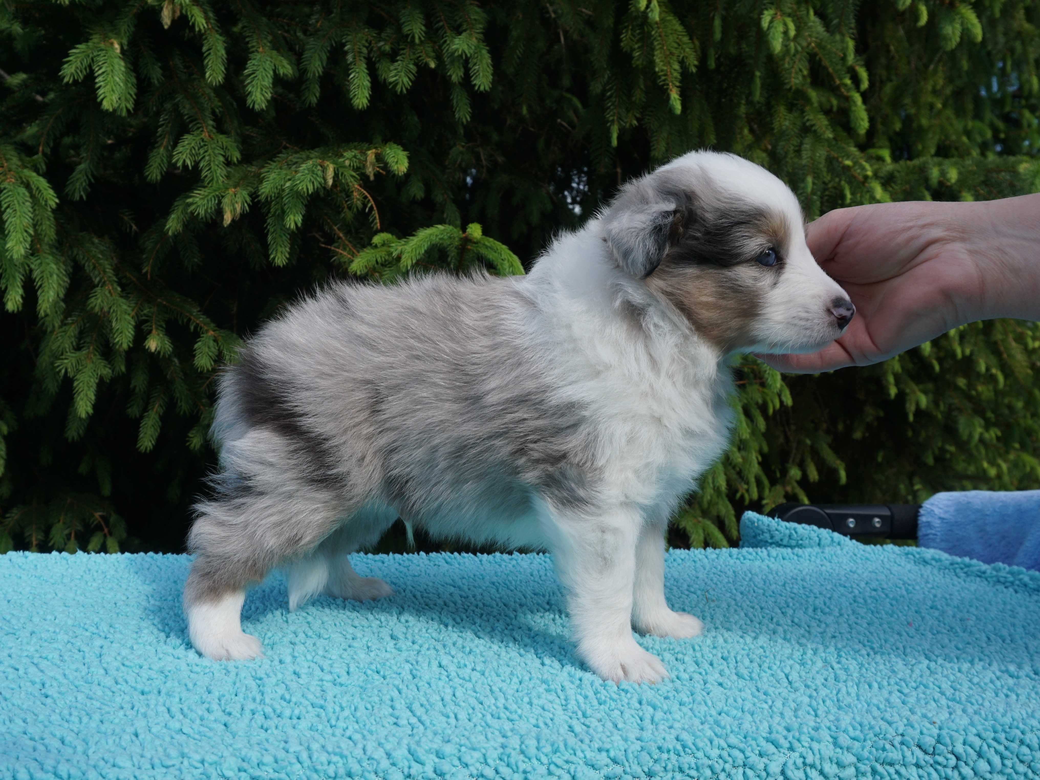 Owczarek szetlandzki, Sheltie, szczeniak blue merle, PIESEK ZKwP/FCI