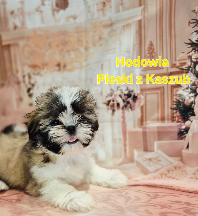 Shih-Tzu dziewczynka Gotowa do Odbioru