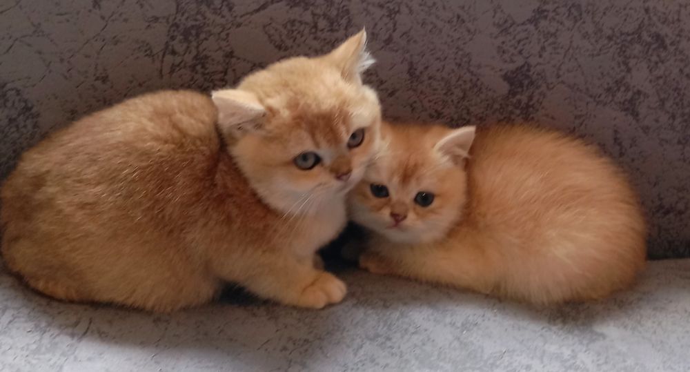 Бомбезні котята золотої шиншили від клубних батьків з паспортами