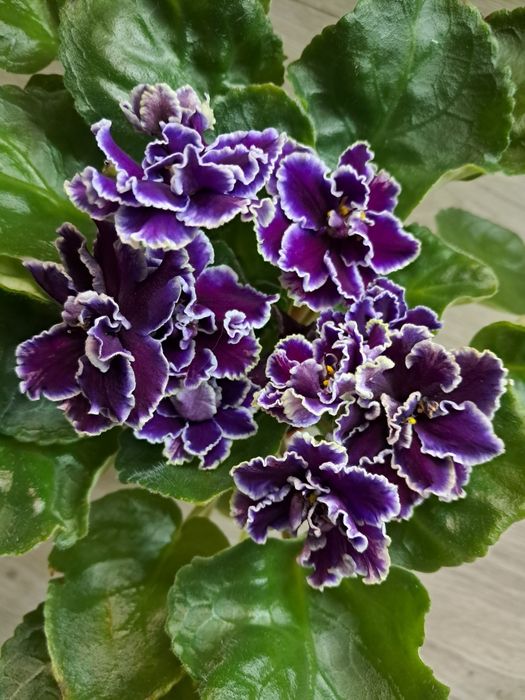 Дітки фіалки Ле- Мачо.