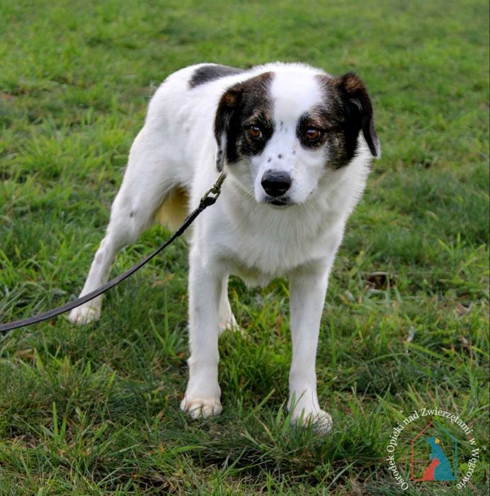 ŚLICZNY, nieśmiały, delikatny, 4 latka, 14 kg - pokochaj