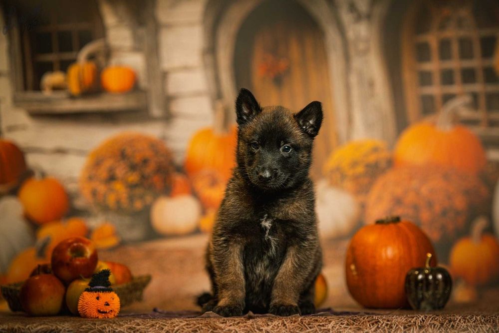 Owczarek Belgijski Malinois Piesek FCI