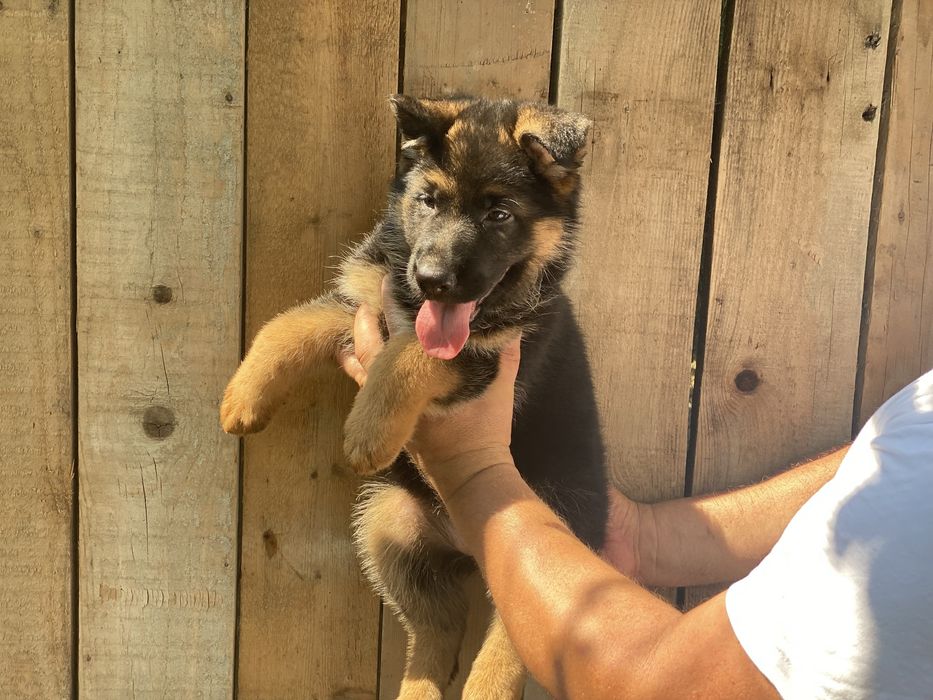 Німецькі вівчарки