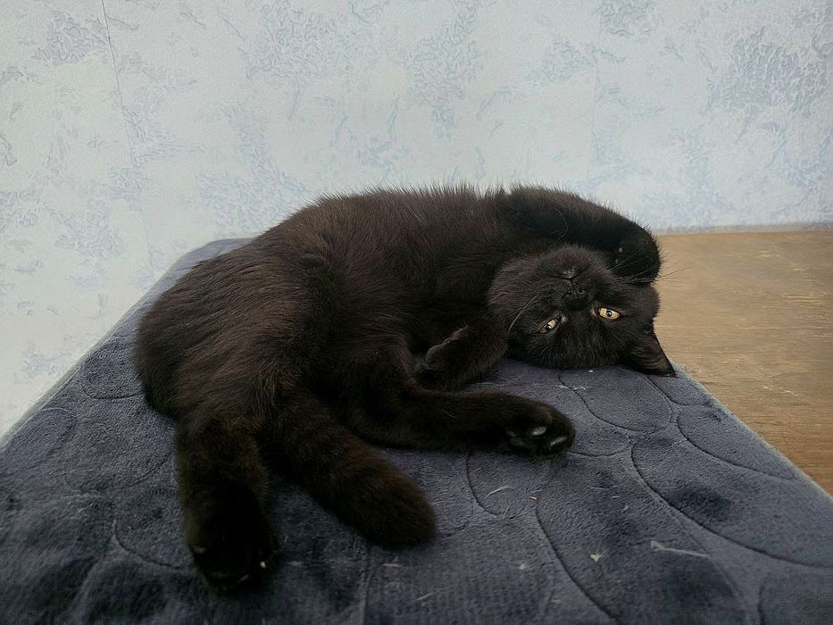 Шоколадний хлопчик