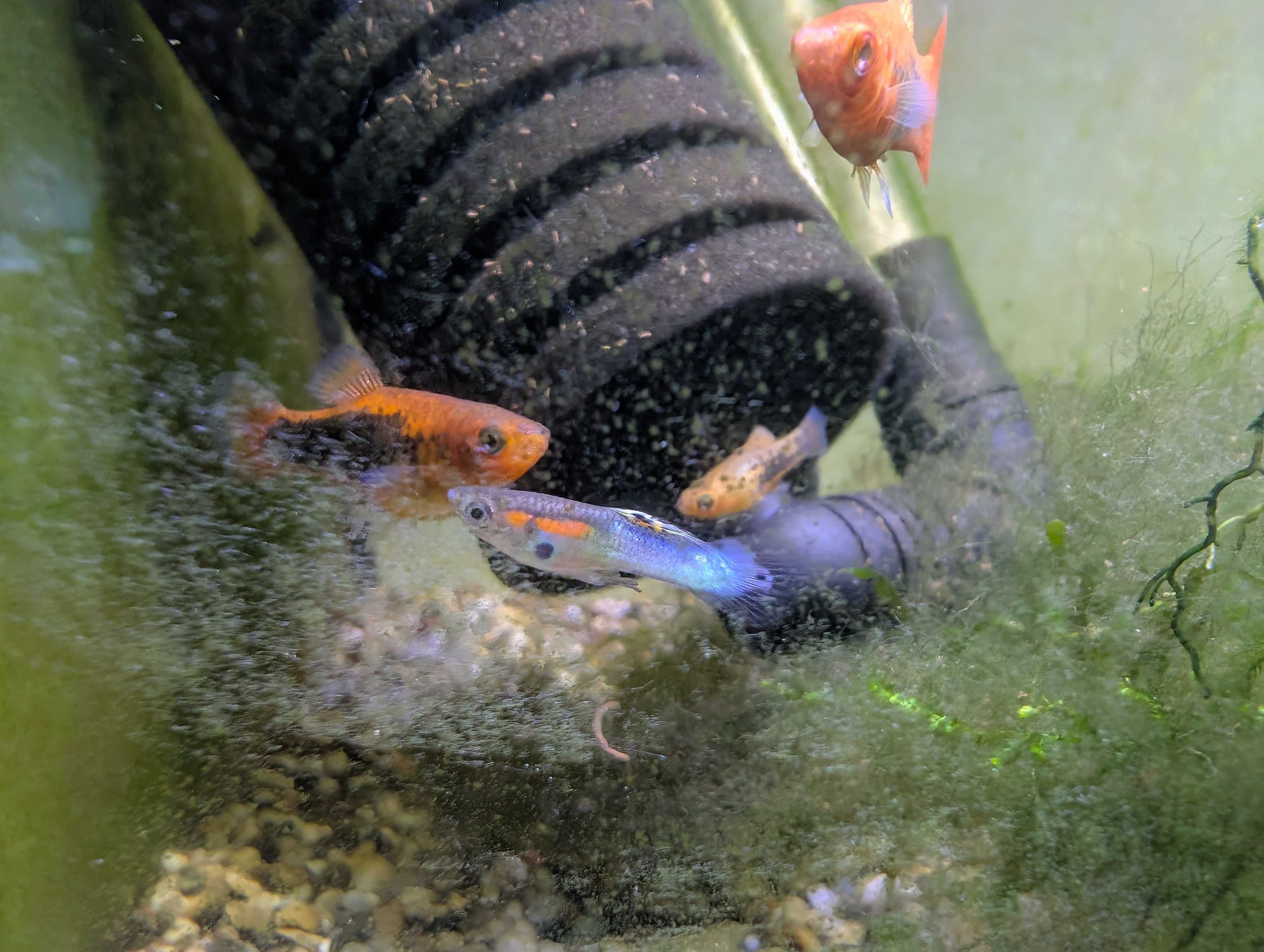 Endlers azuis japoneses