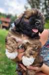 Lhasa Apso FCI /ZKwP