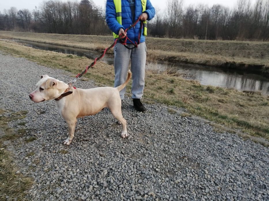 Hera czeka na nowy dom...