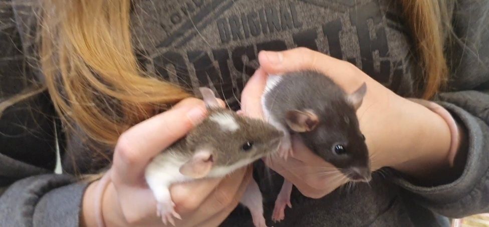 Szczurek Dumbo || Szczurki, szczury, szczurek, urocze i oswojone