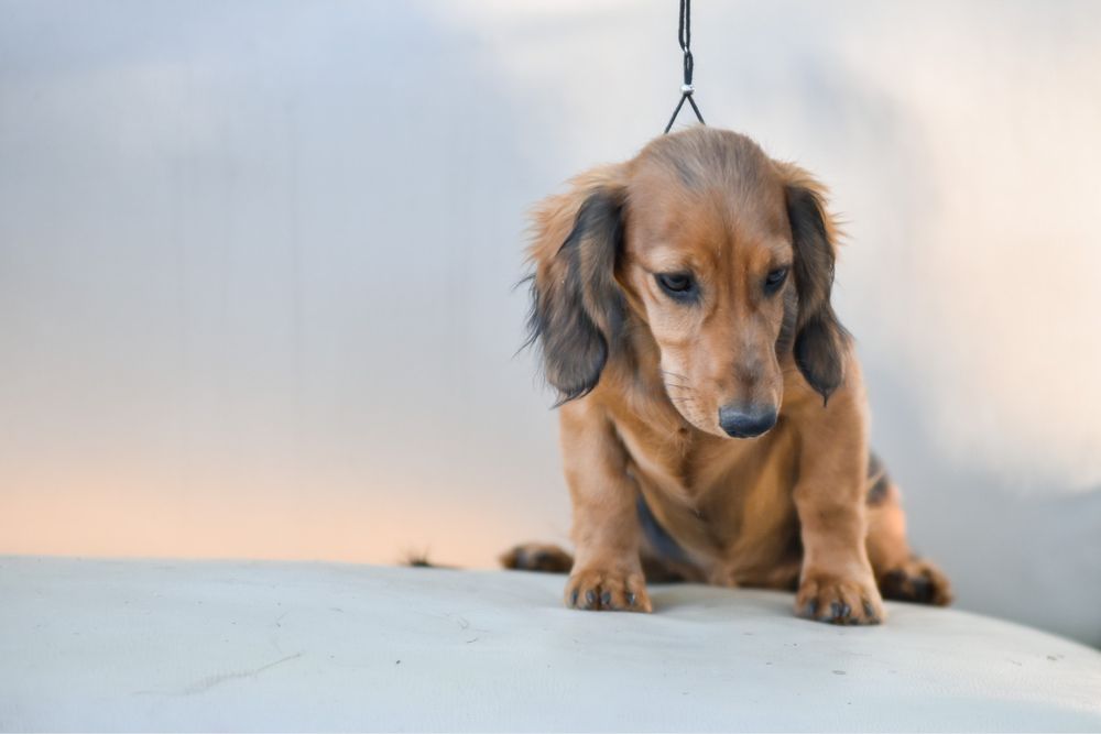 Рыжие и черные длинношерстные таксы