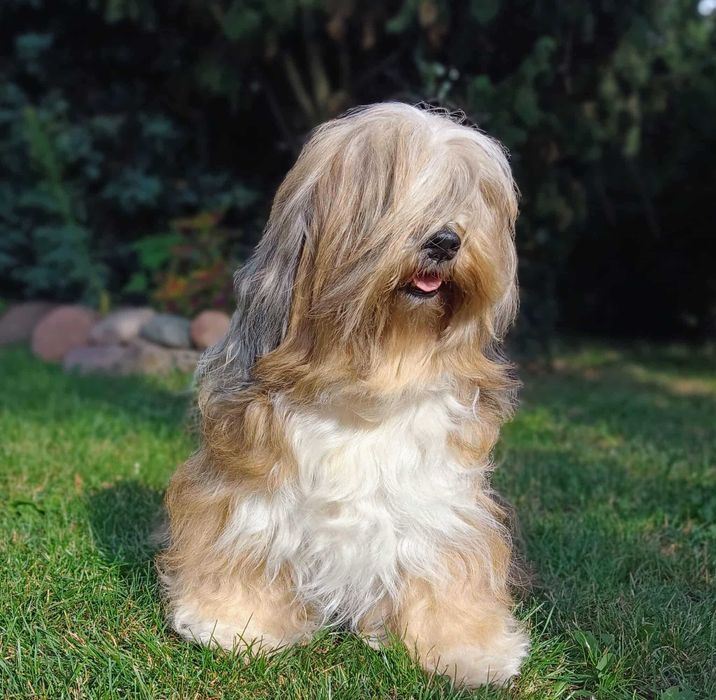 Terier Tybetański szczenięta ZKwP piesek z hodowli z Helmowego Jaru