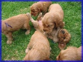 Справжні милі карапузи