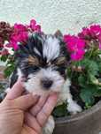 Sunia biewer  York yorkshire terrier
