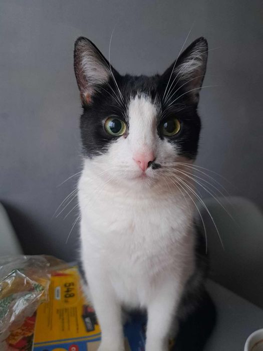 Kalusi nikt nie chce