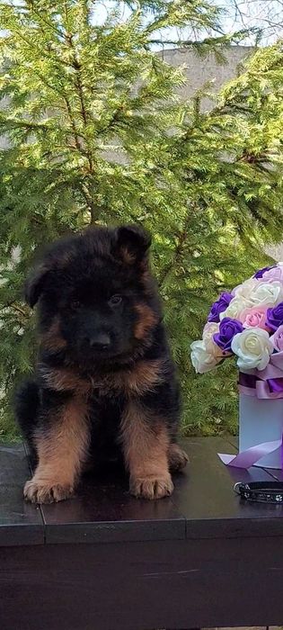 Цуценята нім.вівчарки