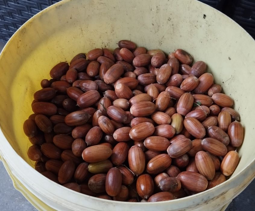 Żołędzie szypułkowy 50kg