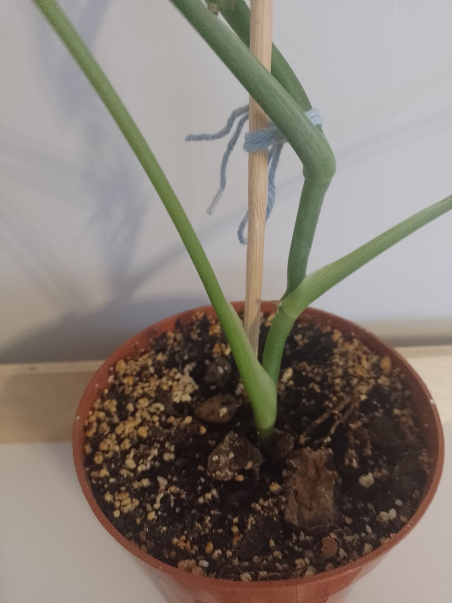 Monstera deliciosa młoda sadzonka