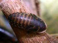 Аргентинский таракан (Blaptica dubia)