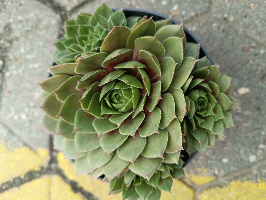 Rojnik Big Sam pakiet x 3