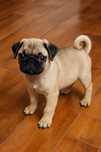 Pug Carlin Macho