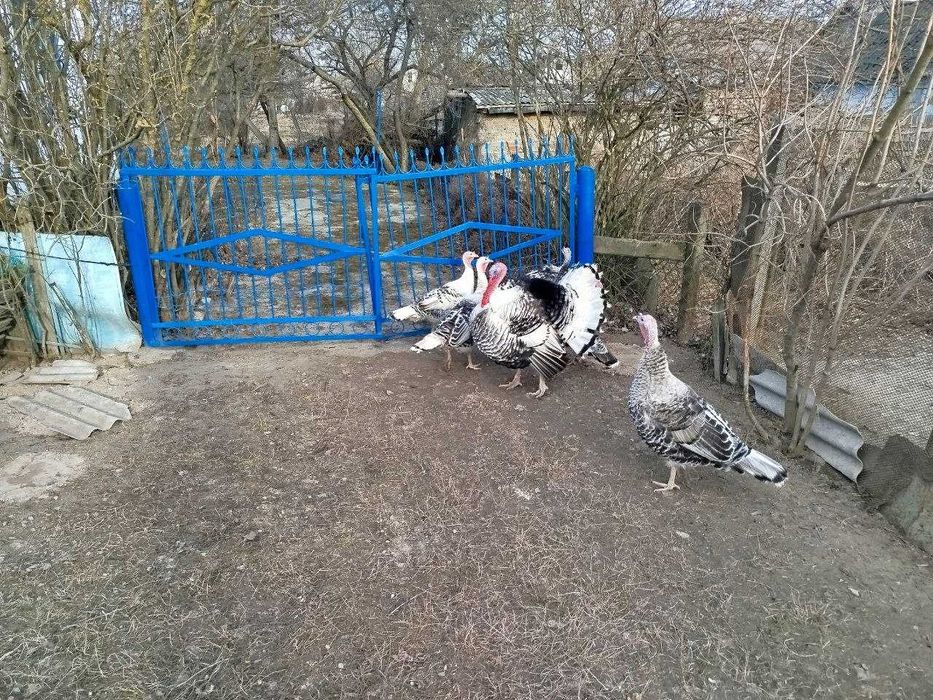 Продам індики та індички