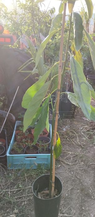 Vende-se plantas aromáticas, flores, árvores de fruto e ornamentais