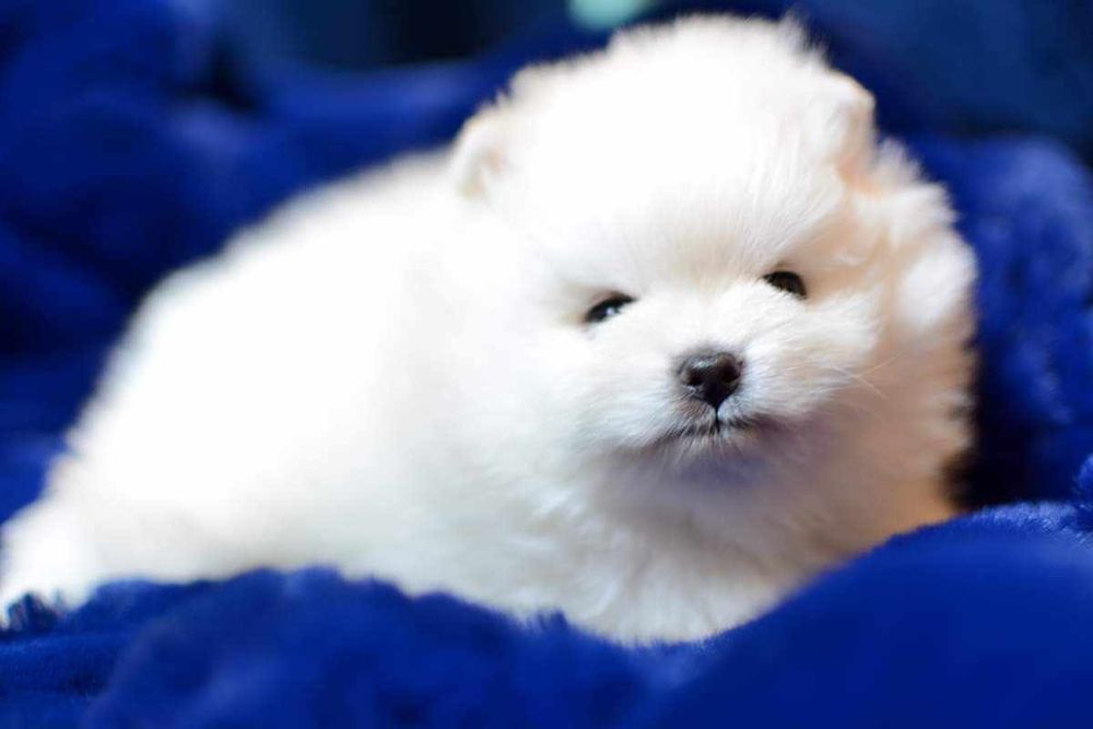 Pomeranian dziewczynka Helenka