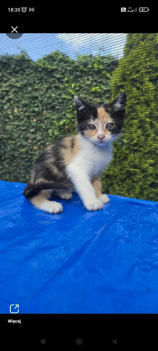Kot koty kotka kotki do adopcji