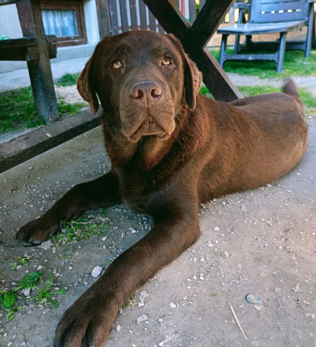 Labrador retriever reproduktor