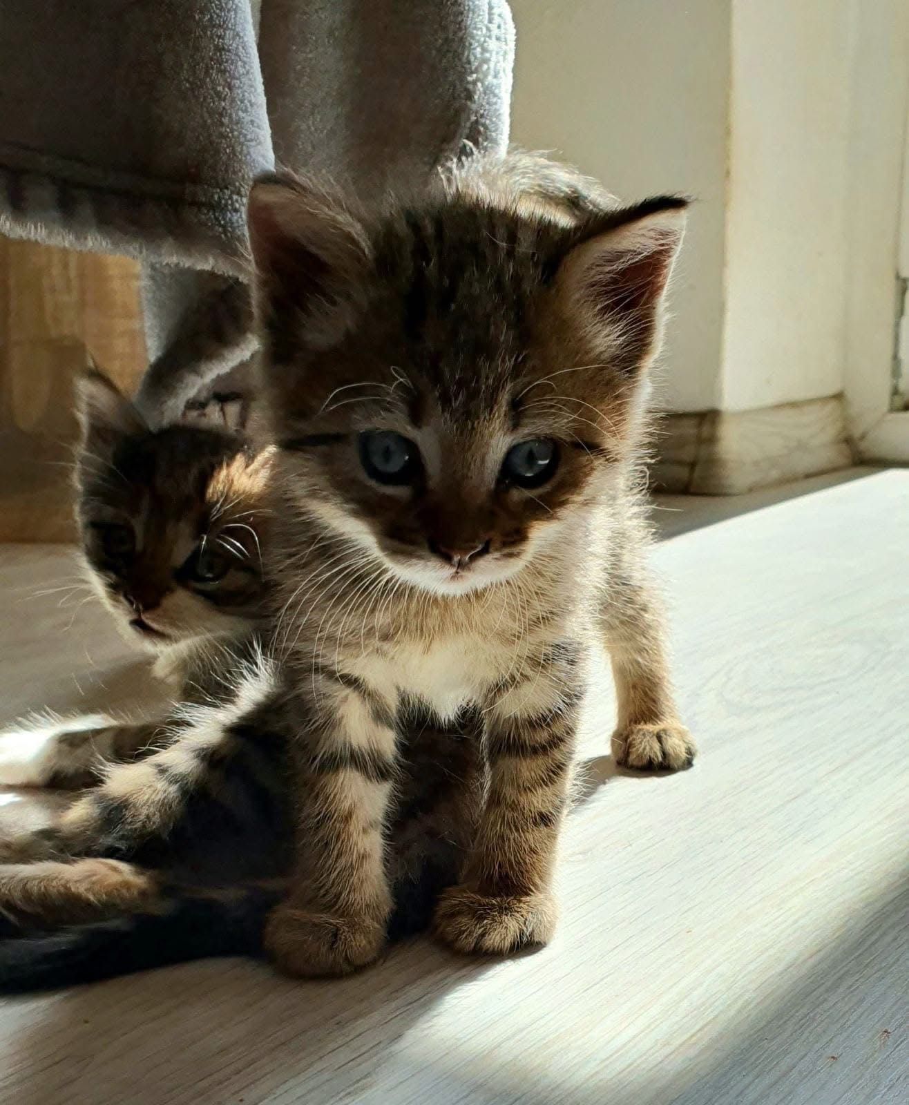 Очень много котят бесплатно котята котенок