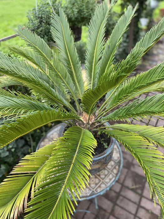 Продам вазон Цикас h70 см, діаметр 1 м