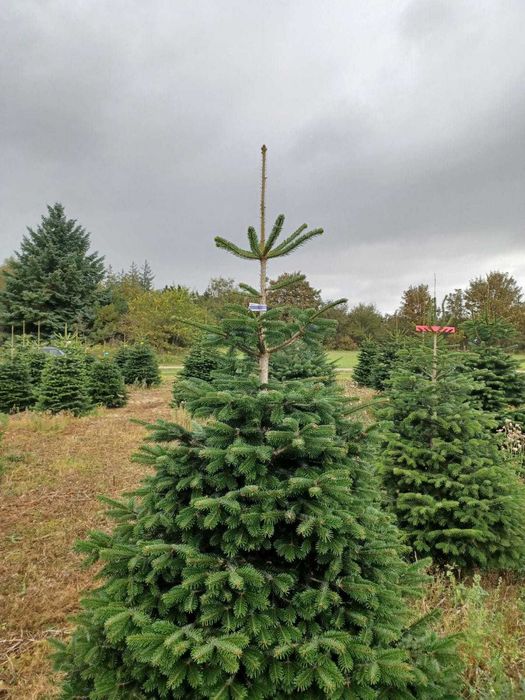 Jodła kaukaska cięta 1. KLASA 200-250cm