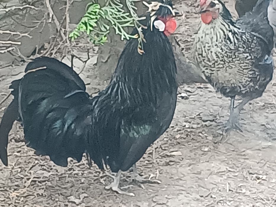 Parka  kurek ozdobnych Czubatek