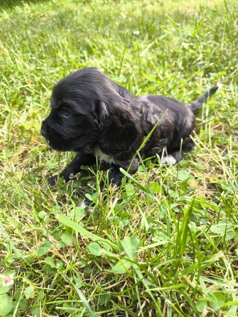 Cocker spaniel angielski - samiec czarny z białymi znaczeniami