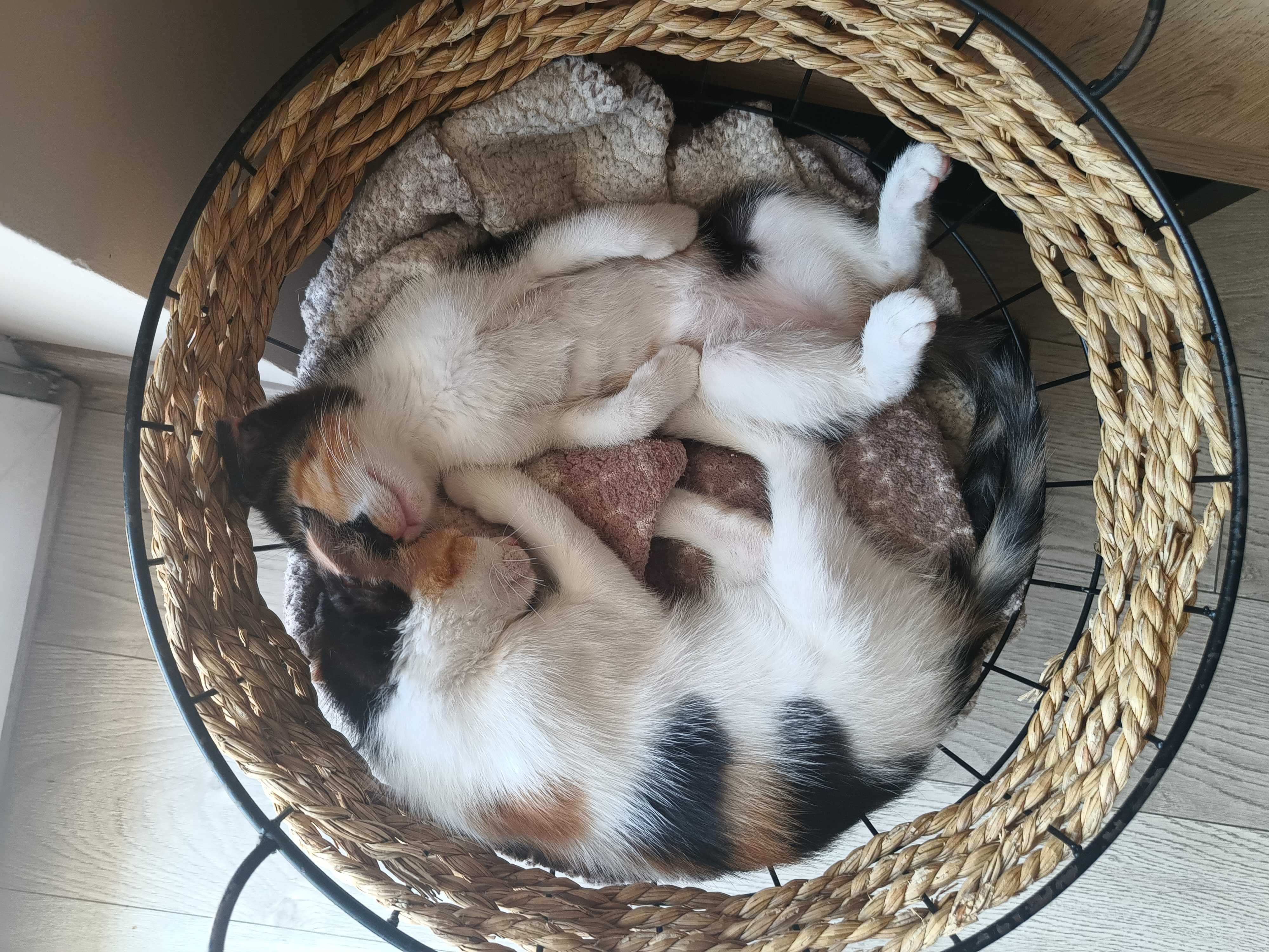 Oddam kotki w dobre ręce