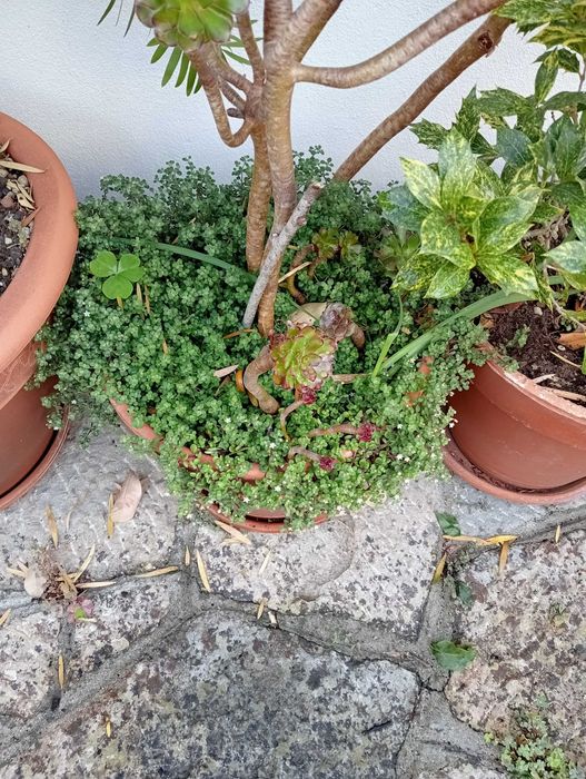 Planta natural, super bonita