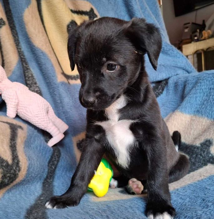 Szczeniak Adelka szuka domu