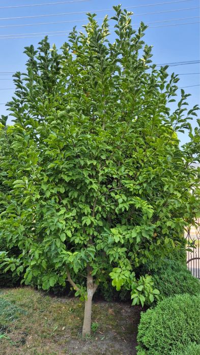 Магнолія дерево, біла квітка