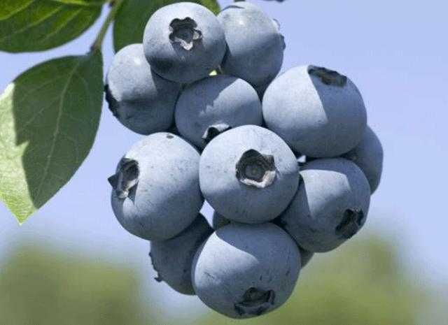 Лимонник Лохина Ківі Клубника Гумі Кізіл Груша Яблуня Магнолія Сакура