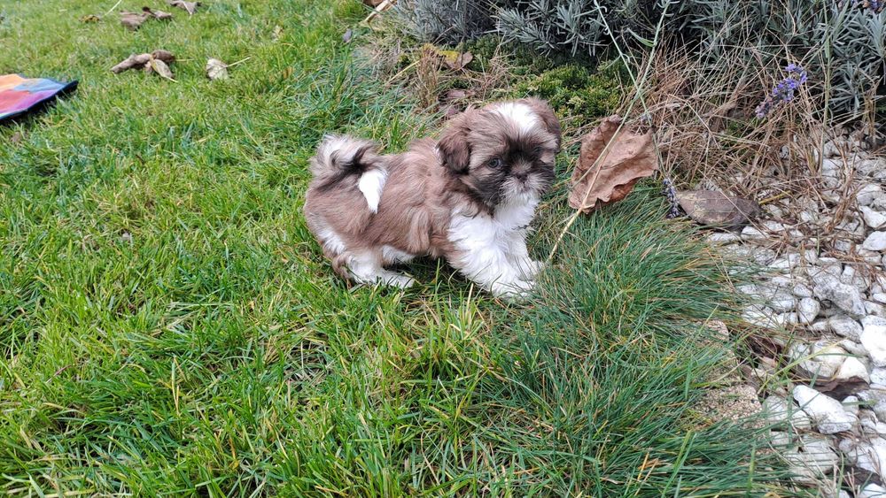 Szczeniak Shih tzu
