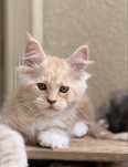 Gatinha Maine Coon bebe