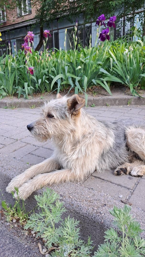 Хлопчик,  добрий та красунчик